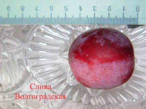 Слива испанка описание сорта. Лучшие сорта слив — самые вкусные, крупные и урожайные