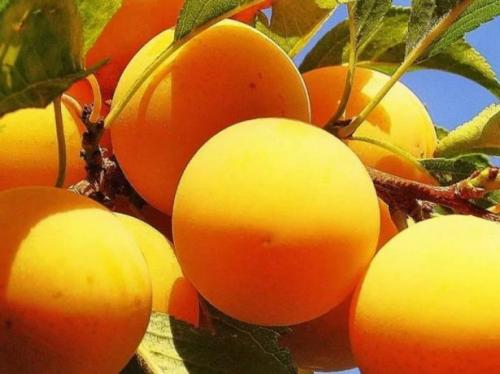 Слива сорта для Средней полосы. Сорта сливы для Средней полосы россии и подмосковья: топ-9 сортов, посадка и уход, сбор и хранение урожая, фото