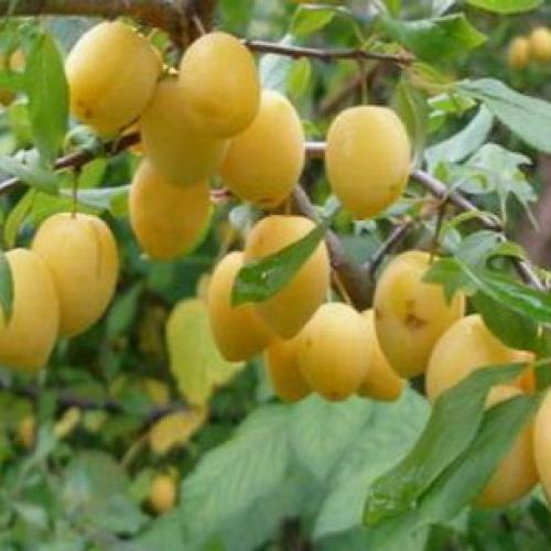 Слива испанка описание сорта. Лучшие сорта слив — самые вкусные, крупные и урожайные 22