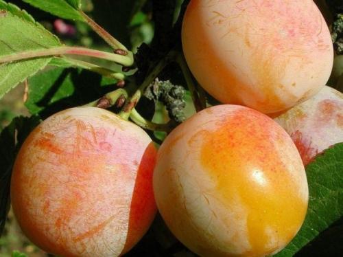 Слива сорта для Средней полосы. Сорта сливы для Средней полосы россии и подмосковья: топ-9 сортов, посадка и уход, сбор и хранение урожая, фото