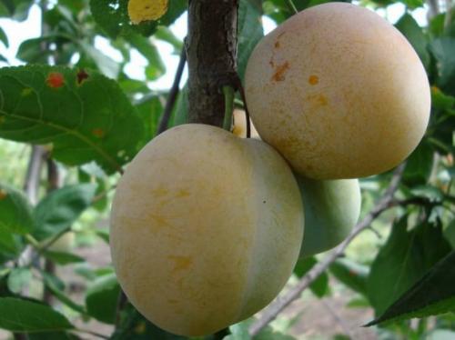 Слива сорта для Средней полосы. Сорта сливы для Средней полосы россии и подмосковья: топ-9 сортов, посадка и уход, сбор и хранение урожая, фото