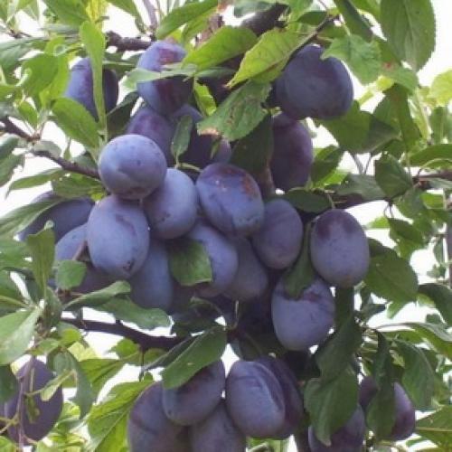 Слива испанка описание сорта. Лучшие сорта слив — самые вкусные, крупные и урожайные 16