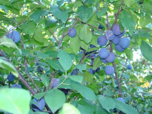 Слива сорта для Средней полосы. Сорта сливы для Средней полосы россии и подмосковья: топ-9 сортов, посадка и уход, сбор и хранение урожая, фото