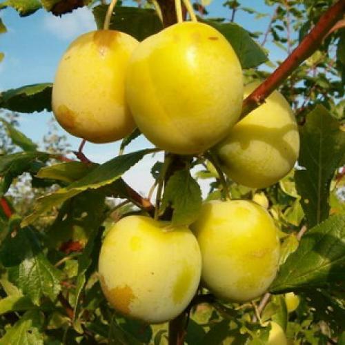 Слива испанка описание сорта. Лучшие сорта слив — самые вкусные, крупные и урожайные 18