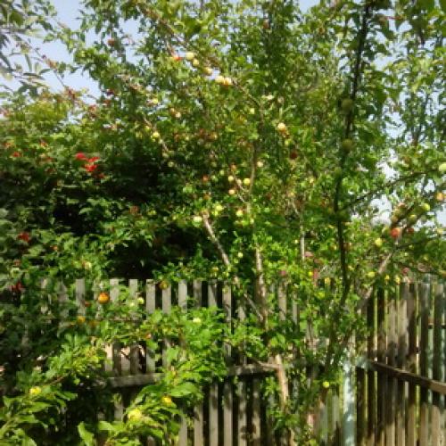 Слива испанка описание сорта. Лучшие сорта слив — самые вкусные, крупные и урожайные 17