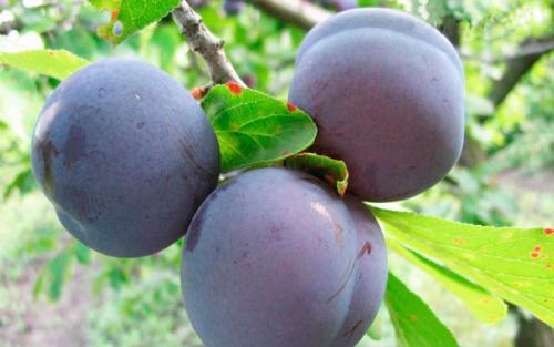 Слива испанка описание сорта. Лучшие сорта слив — самые вкусные, крупные и урожайные