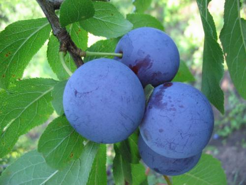 Слива испанка описание сорта. Лучшие сорта слив — самые вкусные, крупные и урожайные