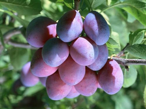 Слива сорта для Средней полосы. Сорта сливы для Средней полосы россии и подмосковья: топ-9 сортов, посадка и уход, сбор и хранение урожая, фото