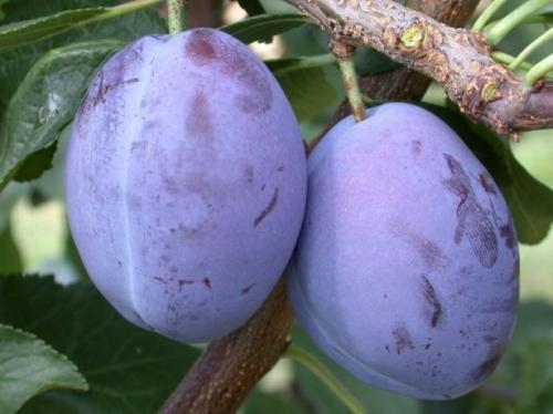 Слива сорта для Средней полосы. Сорта сливы для Средней полосы россии и подмосковья: топ-9 сортов, посадка и уход, сбор и хранение урожая, фото