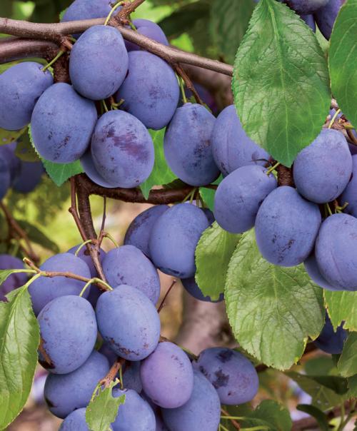 Слива испанка описание сорта. Лучшие сорта слив — самые вкусные, крупные и урожайные