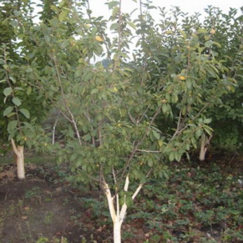 Слива испанка описание сорта. Лучшие сорта слив — самые вкусные, крупные и урожайные 21