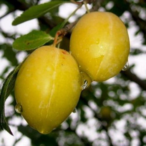 Слива испанка описание сорта. Лучшие сорта слив — самые вкусные, крупные и урожайные 24