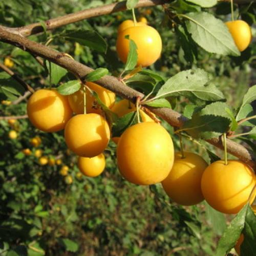 Слива испанка описание сорта. Лучшие сорта слив — самые вкусные, крупные и урожайные 23