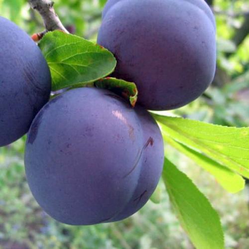 Слива испанка описание сорта. Лучшие сорта слив — самые вкусные, крупные и урожайные