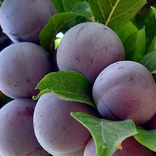 Слива испанка описание сорта. Лучшие сорта слив — самые вкусные, крупные и урожайные 25