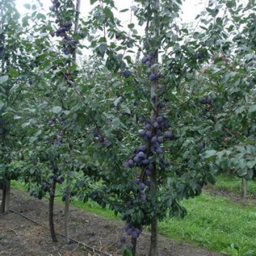 Слива испанка описание сорта. Лучшие сорта слив — самые вкусные, крупные и урожайные 15