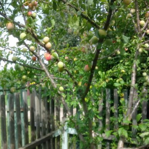 Слива испанка описание сорта. Лучшие сорта слив — самые вкусные, крупные и урожайные 19