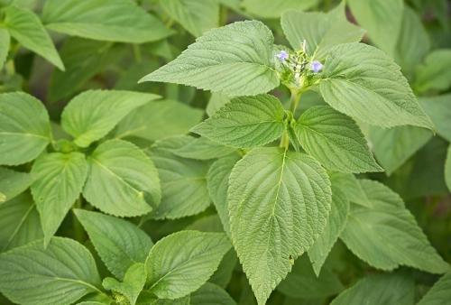 Как выглядит растение Чиа. Основные преимущества этих семян