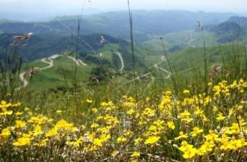 Пижма от мышей. КАК ИЗБАВИТЬСЯ ОТ КРЫС И МЫШЕЙ С ПОМОЩЬЮ ТРАВ