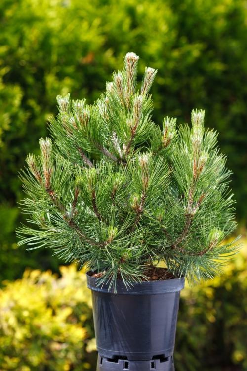 СОСНА в полный рост. Сосна: уникальное дерево с огромным спектром применения (77 фото)