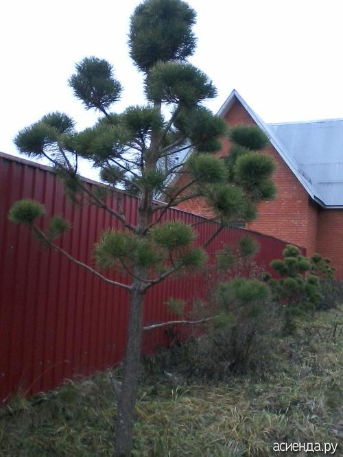 СОСНА в полный рост. Сосна: уникальное дерево с огромным спектром применения (77 фото) 18