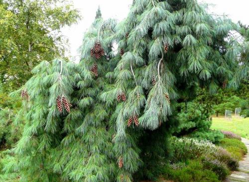 Сосна виды. Какие бывают виды сосны и как их выращивать