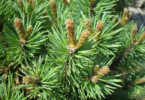 СОСНА в полный рост. Сосна: уникальное дерево с огромным спектром применения (77 фото)