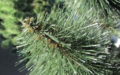 СОСНА в полный рост. Сосна: уникальное дерево с огромным спектром применения (77 фото)