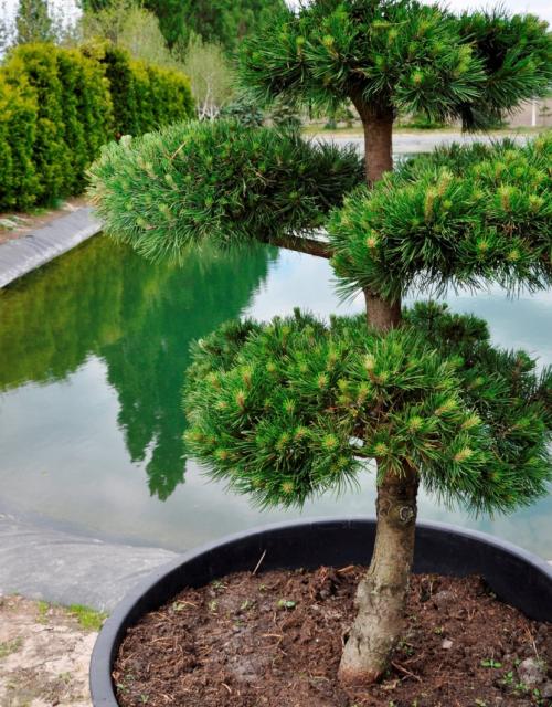 СОСНА в полный рост. Сосна: уникальное дерево с огромным спектром применения (77 фото)