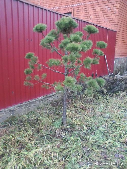 Как остановить рост сосны. Прошу совета по формированию сосны.