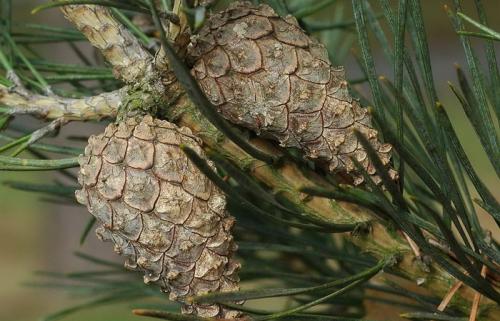 Сосна обыкновенная высота. Описание сосны обыкновенной