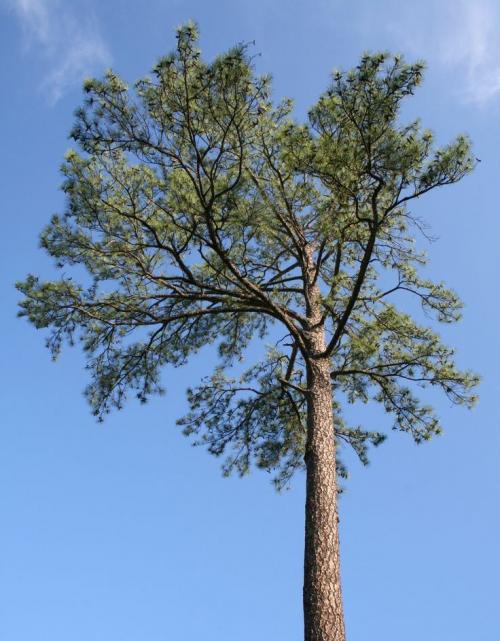 СОСНА в полный рост. Сосна: уникальное дерево с огромным спектром применения (77 фото)