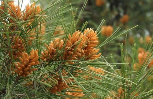 СОСНА в полный рост. Сосна: уникальное дерево с огромным спектром применения (77 фото)