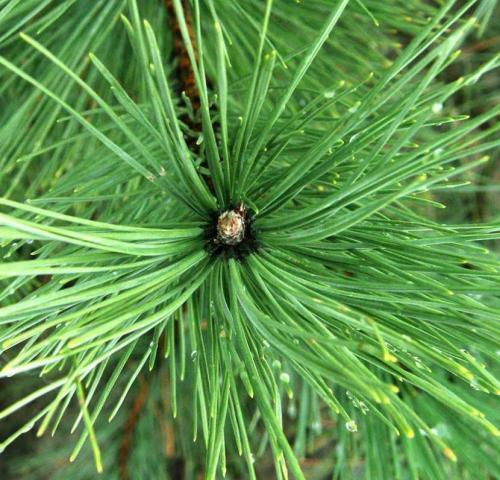 СОСНА в полный рост. Сосна: уникальное дерево с огромным спектром применения (77 фото)