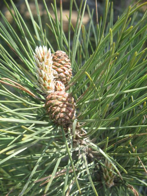 СОСНА в полный рост. Сосна: уникальное дерево с огромным спектром применения (77 фото)