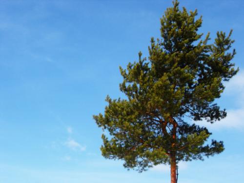 СОСНА в полный рост. Сосна: уникальное дерево с огромным спектром применения (77 фото)