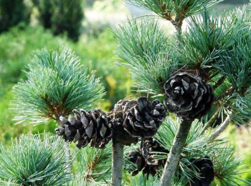 СОСНА в полный рост. Сосна: уникальное дерево с огромным спектром применения (77 фото)