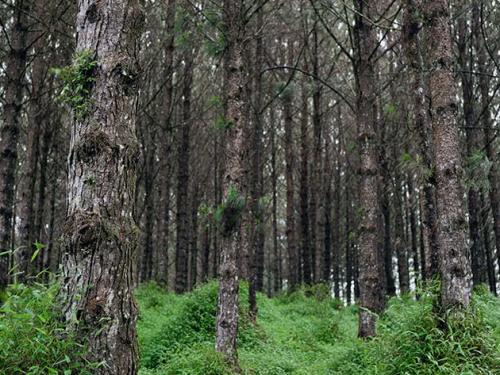 Сосна обыкновенная: описание. Ботаническое описание