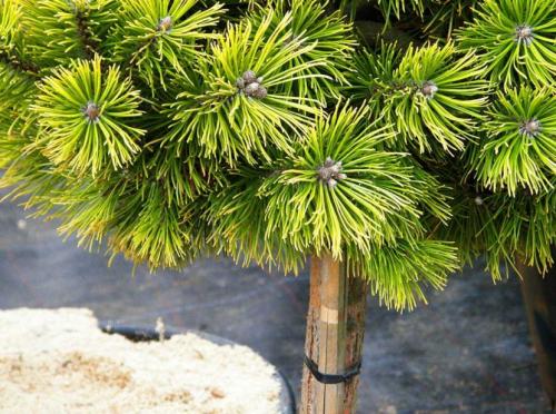 СОСНА в полный рост. Сосна: уникальное дерево с огромным спектром применения (77 фото)