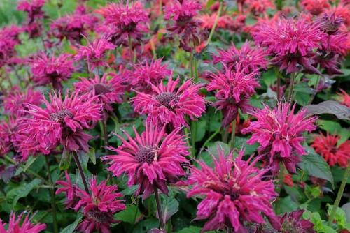 Монарда когда цветет. Монарда —, как выращивать садовый бергамот