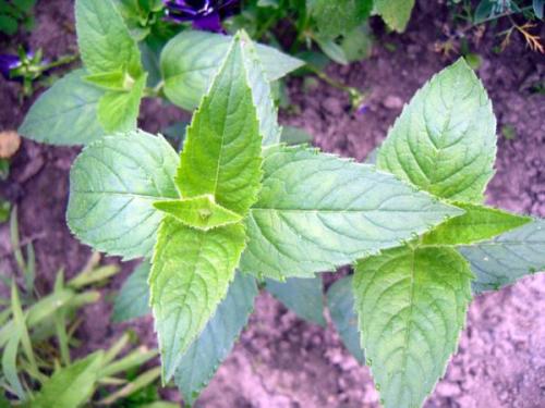 Пересадка монарды. Монарды дивный аромат