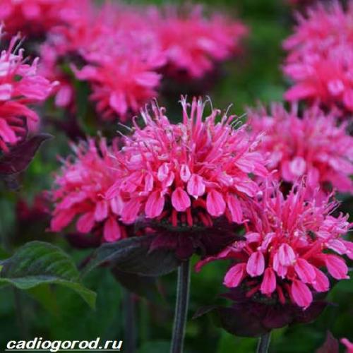 Монарда сорта. Монарда цветок. Описание, особенности, виды и уход за монардой