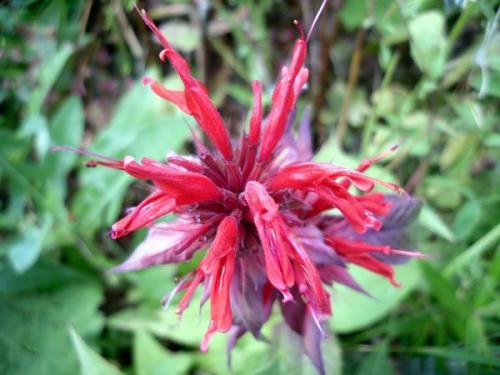 Пересадка монарды. Монарды дивный аромат