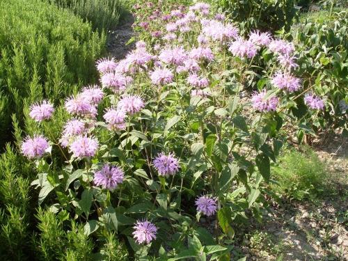 Монарда когда цветет. Монарда —, как выращивать садовый бергамот