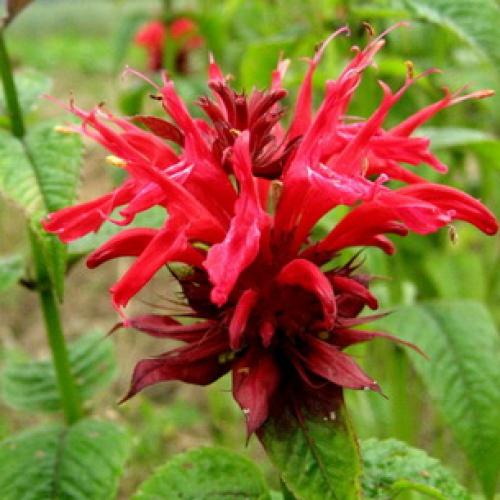 Монарда когда цветет. Монарда —, как выращивать садовый бергамот 19