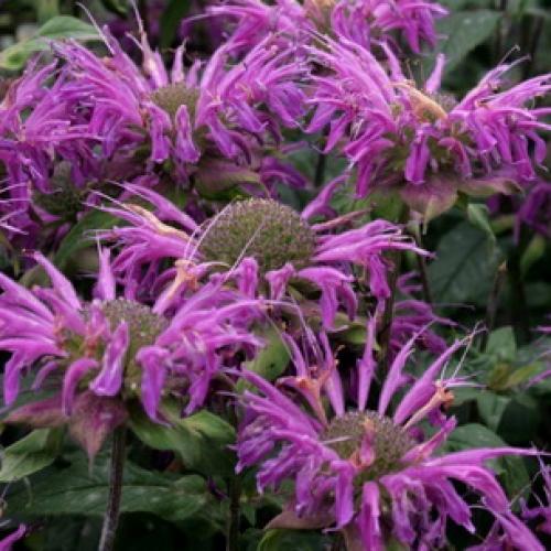 Монарда когда цветет. Монарда —, как выращивать садовый бергамот 15