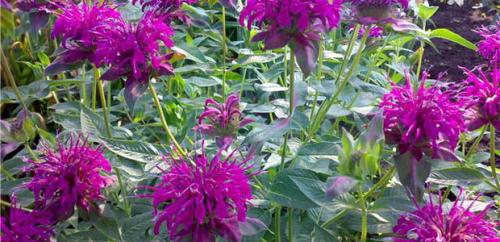 Монарда когда цветет. Монарда —, как выращивать садовый бергамот 20