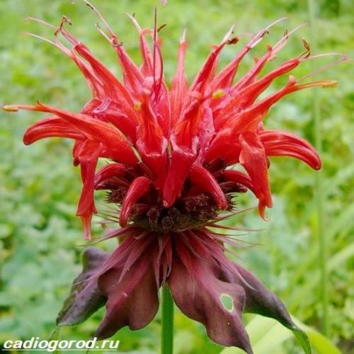 Монарда сорта. Монарда цветок. Описание, особенности, виды и уход за монардой