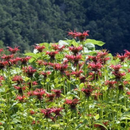 Монарда когда цветет. Монарда —, как выращивать садовый бергамот 12