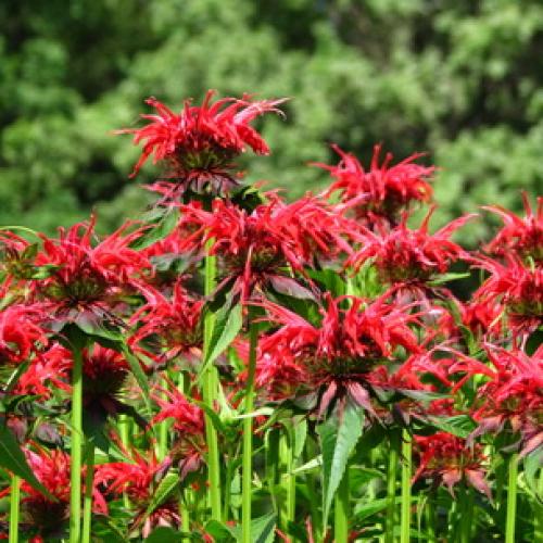 Монарда когда цветет. Монарда —, как выращивать садовый бергамот 18